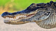 American alligator (Alligator mississippiensis). Image credit: Gareth Rasberry / CC BY-SA 3.0.