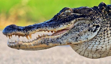 American alligator (Alligator mississippiensis). Image credit: Gareth Rasberry / CC BY-SA 3.0.