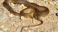 The Montpellier snake (Malpolon monspessulanus), one of the snake species studied by the team. Image credit: Alexandre Roux / CC BY-SA 2.0.