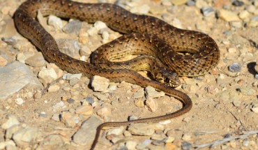 The Montpellier snake (Malpolon monspessulanus), one of the snake species studied by the team. Image credit: Alexandre Roux / CC BY-SA 2.0.