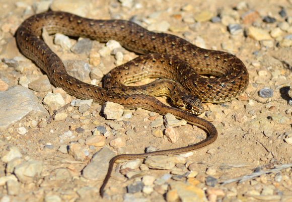 The Montpellier snake (Malpolon monspessulanus), one of the snake species studied by the team. Image credit: Alexandre Roux / CC BY-SA 2.0.