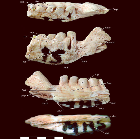 90-million-year-old jaw of Jeddaherdan aleadonta. Image credit: Sebastián Apesteguía et al.