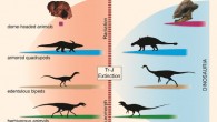 Dr. Stocker and co-authors describe Triopticus primus, a bizarre Late Triassic animal, whose skull structure is converged on by distantly related dome-headed pachycephalosaurs. The unique body plans observed in Triopticus primus and other archosaurs at the ‘dawn of the age of dinosaurs’ re-evolved in dinosaurs and crocodylians after the end-Triassic mass extinction. Image credit: Michelle R. Stocker et al.