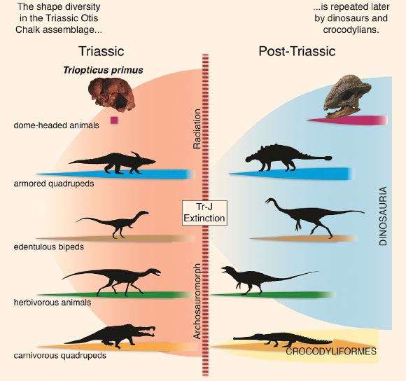 Dr. Stocker and co-authors describe Triopticus primus, a bizarre Late Triassic animal, whose skull structure is converged on by distantly related dome-headed pachycephalosaurs. The unique body plans observed in Triopticus primus and other archosaurs at the ‘dawn of the age of dinosaurs’ re-evolved in dinosaurs and crocodylians after the end-Triassic mass extinction. Image credit: Michelle R. Stocker et al.