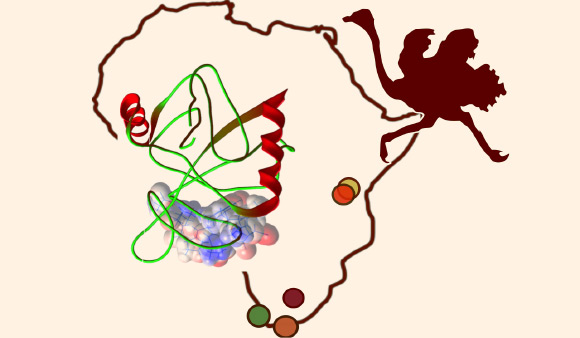 The team has identified fossil proteins in 3.8 million year-old ostrich eggshells. Image credit: Matthew Collins.