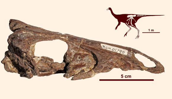 Partial skull and skeletal reconstruction of Rativates evadens (right). Image credit: Bradley McFeeters et al.