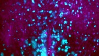 This image shows thirst neurons (blue) in mouse SCN. Image credit: C. Gizowski et al / McGill University.
