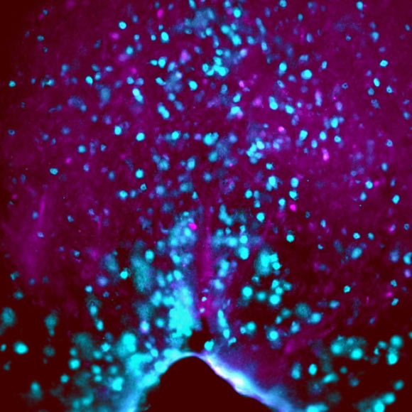 This image shows thirst neurons (blue) in mouse SCN. Image credit: C. Gizowski et al / McGill University.