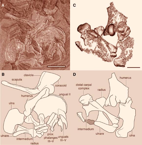 Forelimb specimens of Drepanosaurus unguicaudatus from the Zorzino Limestone (A-B) and Chinle Formation (C-D).  Scale bars - 2 cm. Image credit: Adam C. Pritchard et al.
