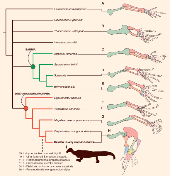 Phylogenetic affinities of Drepanosaurus unguicaudatus and forelimb diversity of Diapsida. Image credit: Adam C. Pritchard et al.
