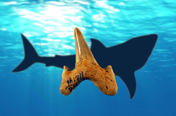 Megalolamna paradoxodon lived in the same oceans megatoothed sharks inhabited. Image credit: Kenshu Shimada / DePaul Univedrsity.