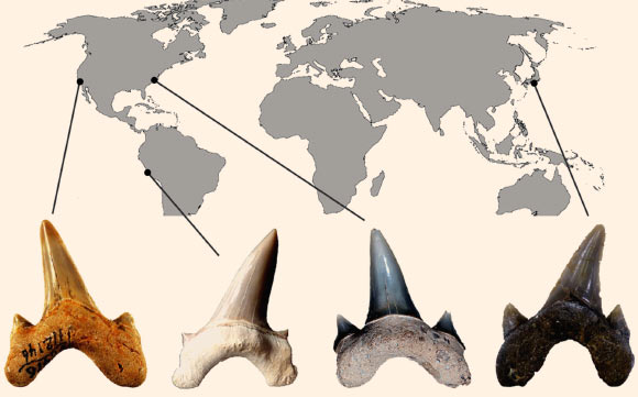 Fossilized teeth of Megalolamna paradoxodon. Image credit: Kenshu Shimada / DePaul Univedrsity.