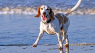 The work by M.E. Persson et al is the first genome-wide study presenting candidate genomic regions for dog sociability and inter-species communication. Image credit: Freddie10.