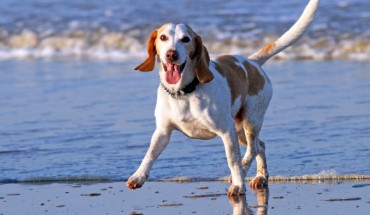 The work by M.E. Persson et al is the first genome-wide study presenting candidate genomic regions for dog sociability and inter-species communication. Image credit: Freddie10.