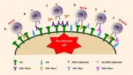 Model of ADCC (antibody-dependent cell-mediated cytotoxicity) activation by influenza A virus-specific antibody specificity. Image credit: Wenqian He et al.