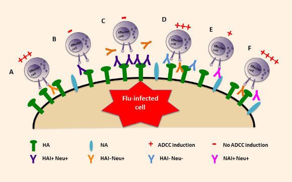 Model of ADCC (antibody-dependent cell-mediated cytotoxicity) activation by influenza A virus-specific antibody specificity. Image credit: Wenqian He et al.