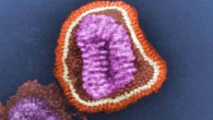 This pseudo-colored negative-stained transmission electron micrograph depicts the ultrastructural details of an influenza virus particle, or ‘virion.’ Image credit: Cynthia Goldsmith / CDC.