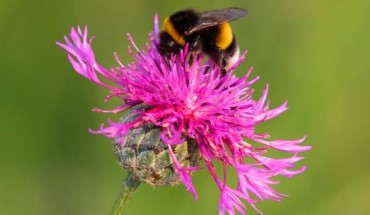 The buff-tailed bumblebees (Bombus terrestris). Image credit: Spacebirdy / CC-BY-SA-3.0.