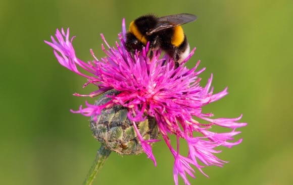 The buff-tailed bumblebees (Bombus terrestris). Image credit: Spacebirdy / CC-BY-SA-3.0.