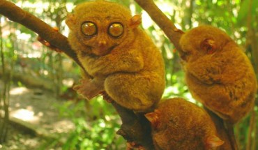 Philippine tarsiers (Tarsius syrichta). Image credit: JT Lim Majuro / CC BY-SA 3.0.