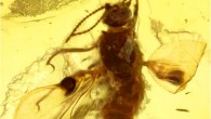 Camptopterohelea odora in amber from Gujarat State, western India. Scale bar - 0.2 mm. Image credit: Frauke Stebner / University of Bonn.