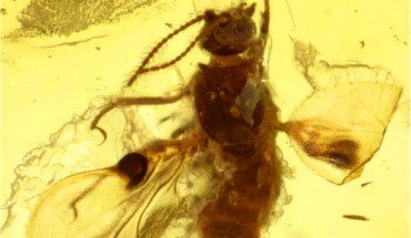 Camptopterohelea odora in amber from Gujarat State, western India. Scale bar - 0.2 mm. Image credit: Frauke Stebner / University of Bonn.