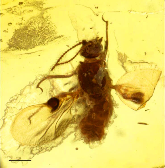 Camptopterohelea odora in amber from Gujarat State, western India. Scale bar - 0.2 mm. Image credit: Frauke Stebner / University of Bonn.