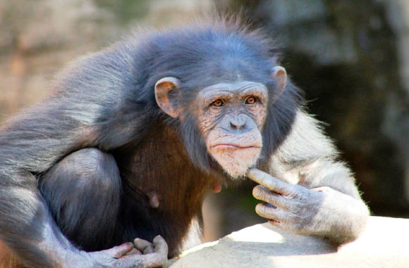 Humans aren’t the only ones who can tell when someone’s beliefs don’t match reality. Image credit: Jochemy.