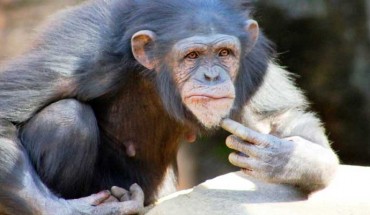 Humans aren’t the only ones who can tell when someone’s beliefs don’t match reality. Image credit: Jochemy.