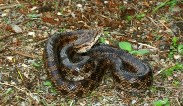 A prairie kingsnake (Lampropeltis calligaster) in Kansas. Image credit: Don Becker / CC BY-SA 3.0.