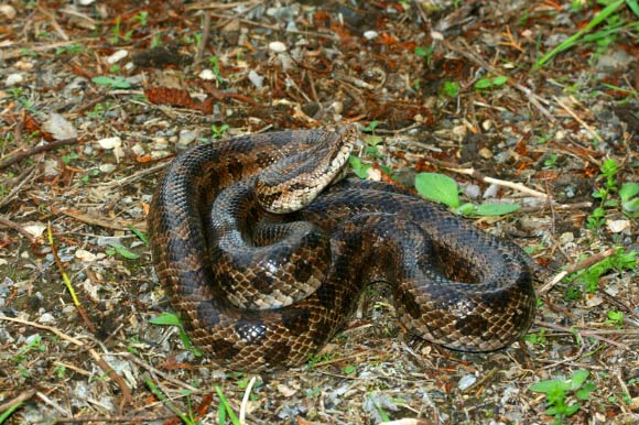 A prairie kingsnake (Lampropeltis calligaster) in Kansas. Image credit: Don Becker / CC BY-SA 3.0.