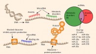 Altered microRNAs in anxiety and metabolic disorders. Image credit: Chanan Meydan et al, doi: 10.1016/j.molmed.2016.07.001.