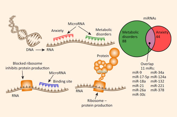 Altered microRNAs in anxiety and metabolic disorders. Image credit: Chanan Meydan et al, doi: 10.1016/j.molmed.2016.07.001.