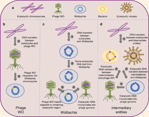 Models of DNA transfer between eukaryotes and phages: (a) the eukaryotic cell can harbor multiple microbes capable of horizontal gene transfer; genetic transfers between eukaryotes and phages can, in theory, occur (b) directly between eukaryotic chromosomes and phage genomes; (c) indirectly between eukaryotic and Wolbachia chromosomes; or (d) indirectly between eukaryotic chromosomes and intermediary entities, such as eukaryotic viruses and other intracellular bacteria. Image credit: Sarah Bordenstein / Seth Bordenstein.