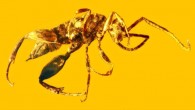 Aptenoperissus burmanicus lived at the base of trees while dinosaurs wondered around above it, and is the only known specimen in a newly-created family, Aptenoperissidae. Scale bar - 1.0 mm. Image credit: George Poinar, Jr. / Oregon State University.