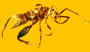 Aptenoperissus burmanicus lived at the base of trees while dinosaurs wondered around above it, and is the only known specimen in a newly-created family, Aptenoperissidae. Scale bar - 1.0 mm. Image credit: George Poinar, Jr. / Oregon State University.