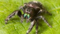 A daring jumping spider (Phidippus audax), an adult female. Image credit: Ryan Kaldari.