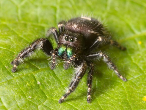 A daring jumping spider (Phidippus audax), an adult female. Image credit: Ryan Kaldari.