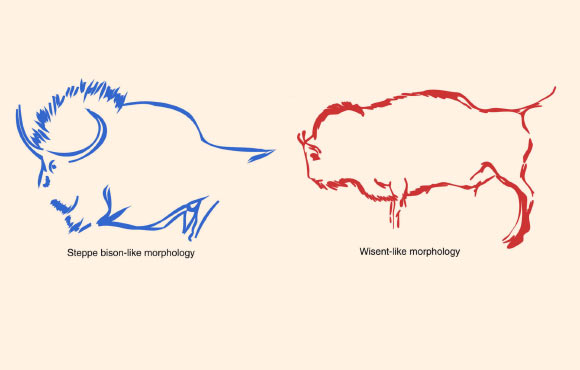 Cave painting example of steppe bison-like and wisent-like morphs. Left: reproduction from Lascaux cave (France), from the Solutrean or early Magdalenian period (20,000 years ago). Right: reproduction from the Pergouset cave (France), from the Magdalenian period (17,000 years ago). Image credit: Julien Soubrier et al.