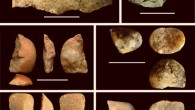 Examples of flaked stones produced by bearded capuchins (Sapajus libidinosus). Scale bars - 5 cm. Image credit: Tomos Proffitt et al.
