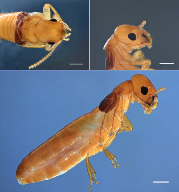 Proneotermes macondianus. Scale bars - 0.5 mm. Image credit: Casalla R. et al.