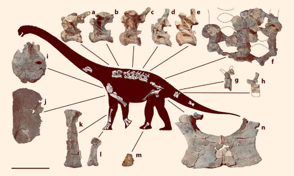 Savannasaurus elliottorum, holotype specimen: (a–e) dorsal vertebrae; (f) sacrum; (g, h) caudal vertebrae; (i) left coracoid; (j) right sternal plate; (k) left radius; (l) right metacarpal III; (m) left astragalus; (n) coossified right and left pubes; a number of ribs were preserved but have been omitted for clarity. Scale bar - 0.5 m. Image credit: S.F. Poropat et al.