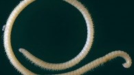 Illacme tobini. Scale bar - 1 mm. Image credit: P.E. Marek et al.