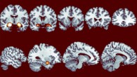 Reduction in sensitivity to dishonesty over time. Image credit: Neil Garrett et al.