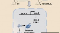 Mark et al demonstrate that vitamin D promotes protein homeostasis and slows aging in the nematode C. elegans. Image credit: Karla A. Mark et al.