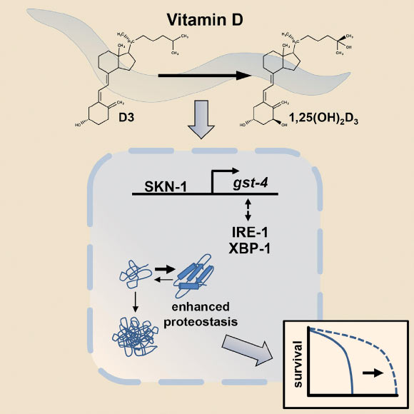 Mark et al demonstrate that vitamin D promotes protein homeostasis and slows aging in the nematode C. elegans. Image credit: Karla A. Mark et al.