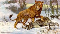 Cave lion (Panthera leo spelaea) by Heinrich Harder, 1920.