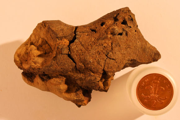 Brain endocast of an iguanodontian dinosaur found in 133 million year old fluvial sediments of the Wealden at Bexhill, Sussex, UK. Image credit: Jamie Hiscocks.