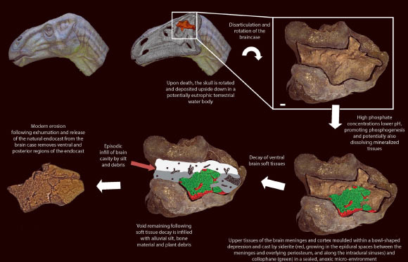 A time sequence outlining the inferred taphonomic history of the iguanodontian endocast from Bexhill. Scale bar - 10 mm. Image credit: Martin D. Brasier et al.