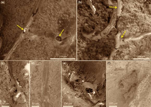 Scanning electron microscopy images of tubular structures on the exterior of the Bexhill endocast and within the outer laminar layer, interpreted as meningeal blood vessels. Arrows in (a) point to areas where the hollow nature of the vessels can be seen; arrows in (b) point to branching of the vessels; (c-f) additional images of hollow tubular structures within the outer laminar layer. Image credit: Martin D. Brasier et al.
